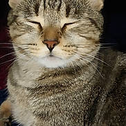 Keelo is registered to the contest to win money with this photo: cat, tabby, pet, animal, feline, fur, whiskers, ears, closed_eyes, portrait, cute, domestic_animal, relaxed, indoor, sitting, striped, mammal, closeup, face, resting