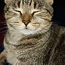 cat, tabby, pet, animal, feline, fur, whiskers, ears, closed_eyes, portrait, cute, domestic_animal, relaxed, indoor, sitting, striped, mammal, closeup, face, resting