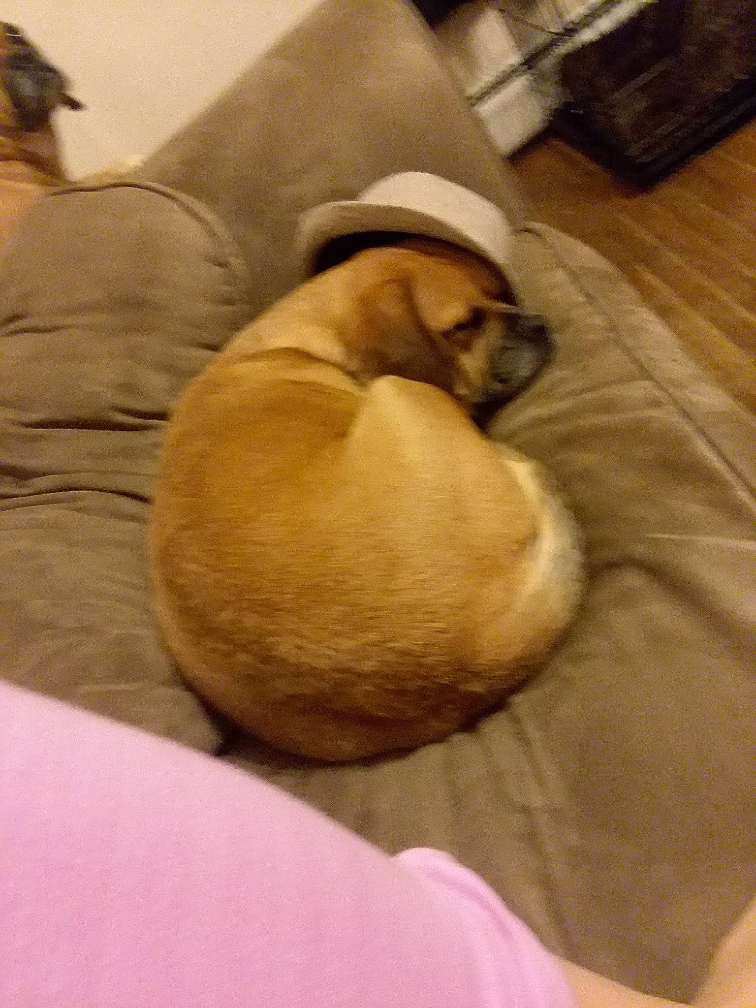 Dax joined the competition — help win amazing prizes! black_mouth_cur, boerboel, canidae, carnivore, comfort, companion_dog, dog, dog_breed, english_mastiff, fawn, furniture, nap, puggle, puppy, rhodesian_ridgeback