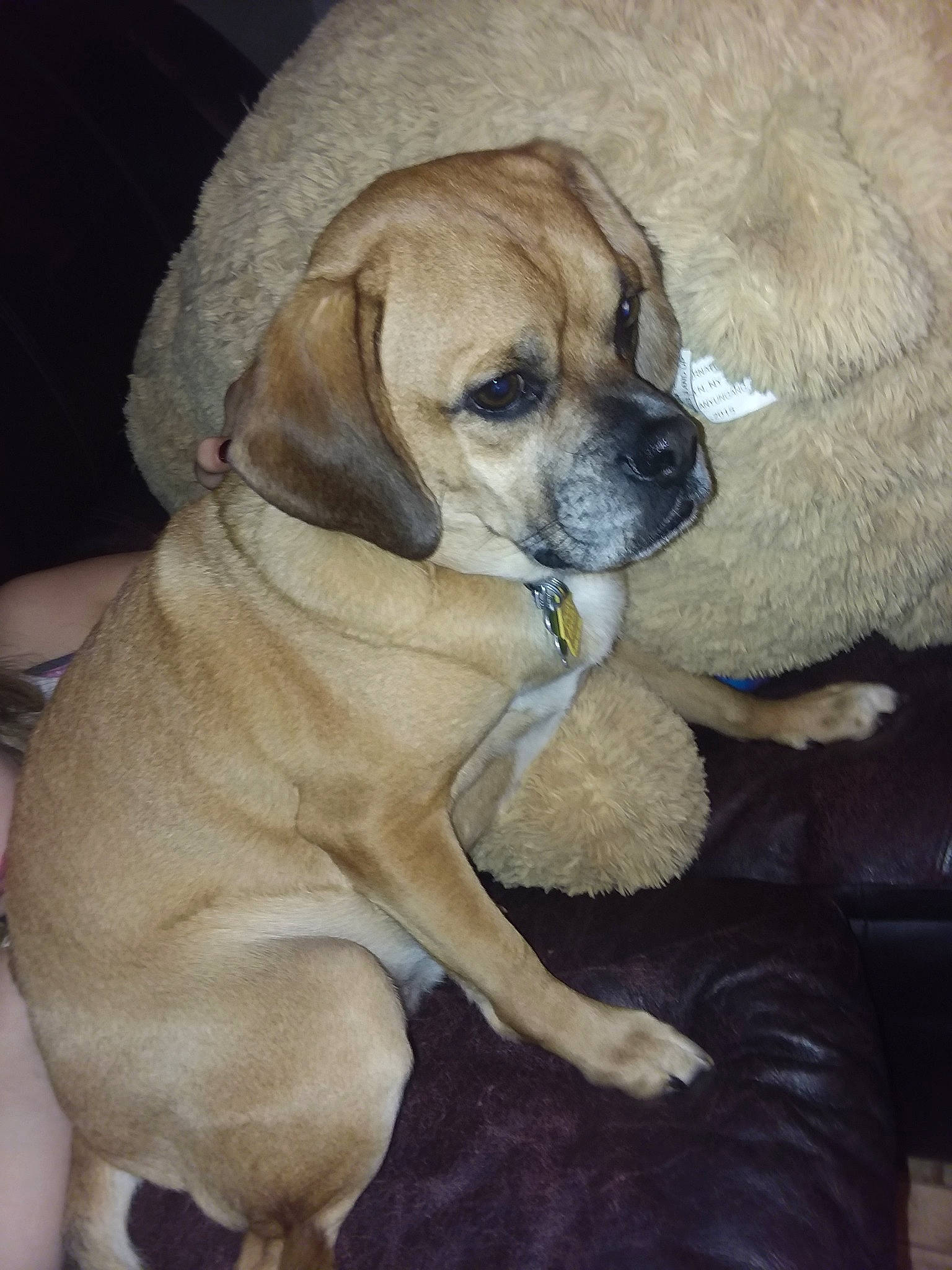 Dax joined the competition — help win amazing prizes! american_mastiff, beagador, black_mouth_cur, boerboel, canidae, carnivore, companion_dog, dog, dog_breed, english_mastiff, fawn, fila_brasileiro, mammal, perro_de_presa_mallorquin, puggle, puppy, rare_breed_dog, snout, sporting_group, vertebrate