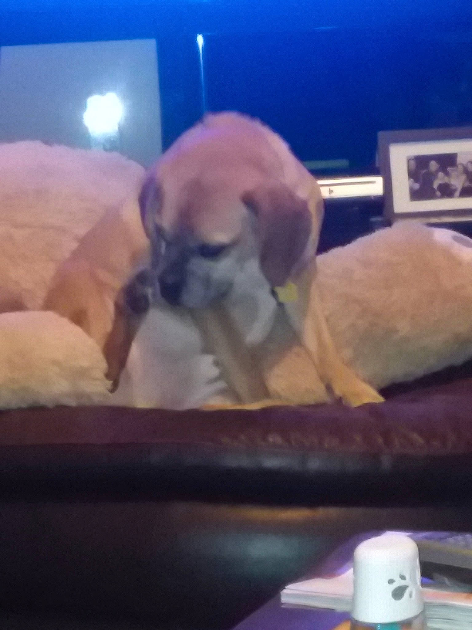 Dax joined the competition — help win amazing prizes! bullmastiff, canidae, carnivore, dog, dog_breed, fawn, puggle, puppy, snout, sporting_group