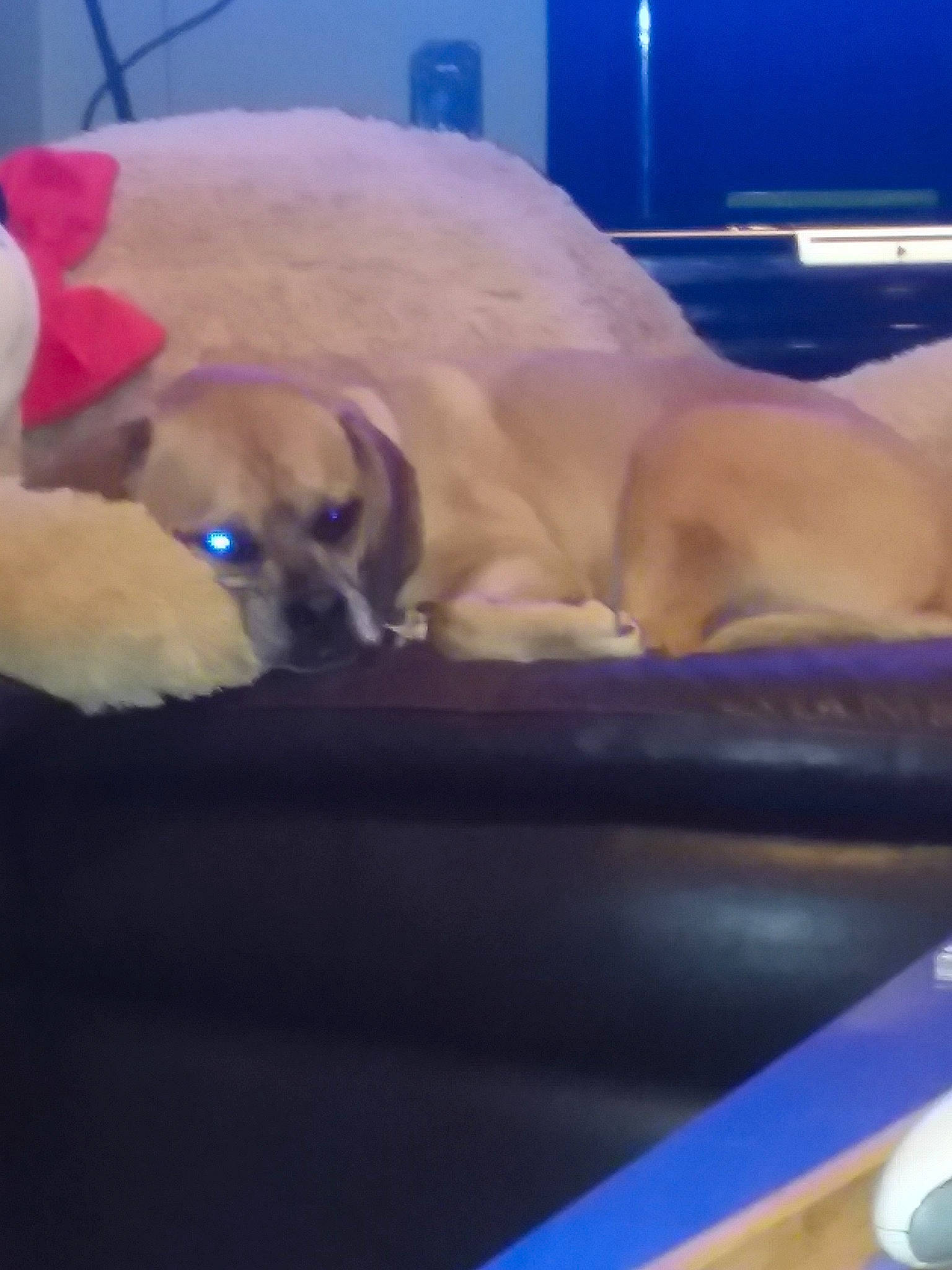 Dax is registered to the contest to win money with this photo: black_mouth_cur, boerboel, bullmastiff, canidae, carnivore, dog, dog_breed, fawn, guard_dog, mammal, puggle, puppy, snout, sporting_group, working_dog