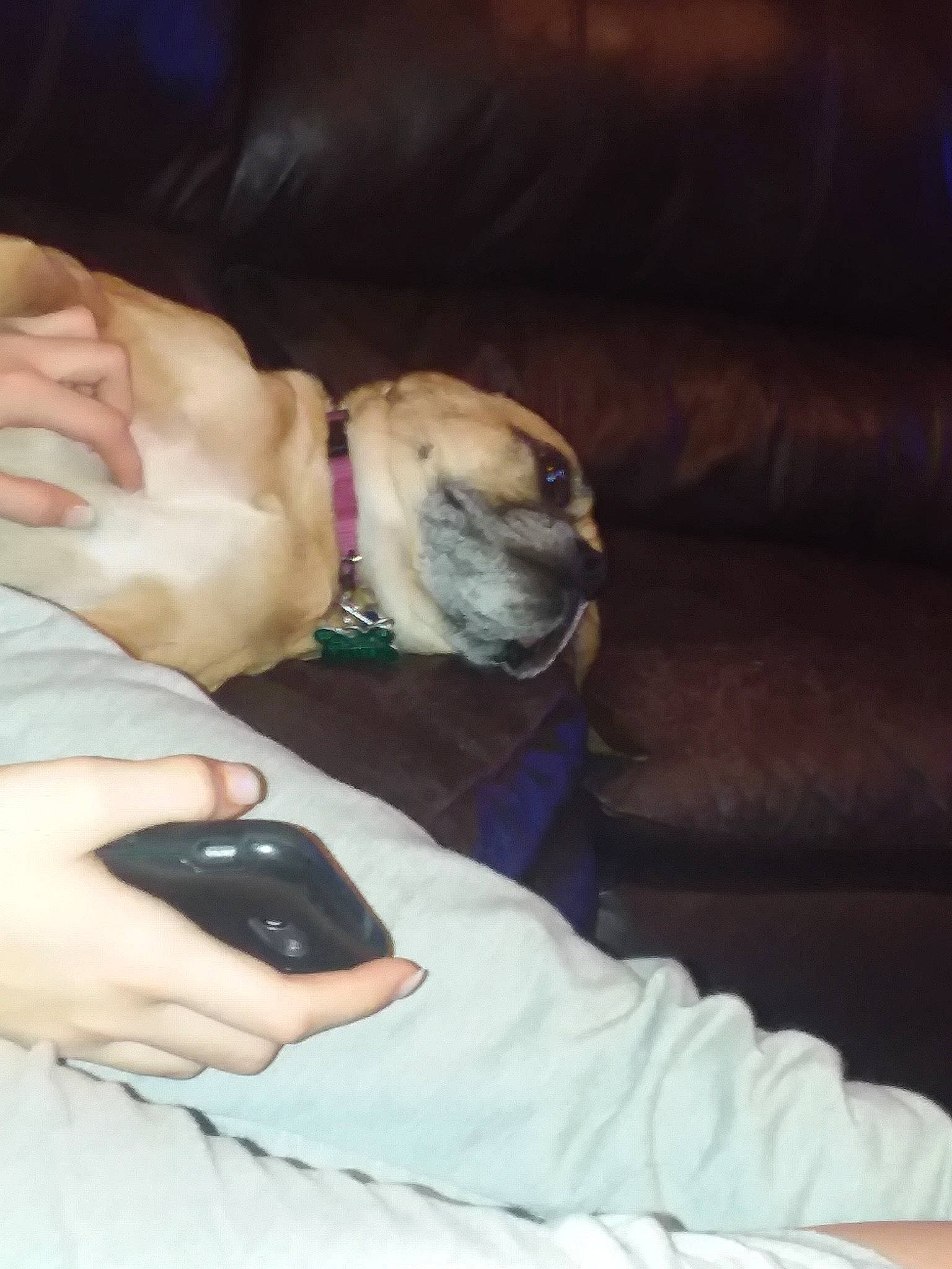 Tovah joined the competition — help win amazing prizes! bullmastiff, canidae, carnivore, companion_dog, dog, dog_breed, ear, fawn, nap, non_sporting_group, pug, puggle, puppy, puppy_love, snout, toy_dog