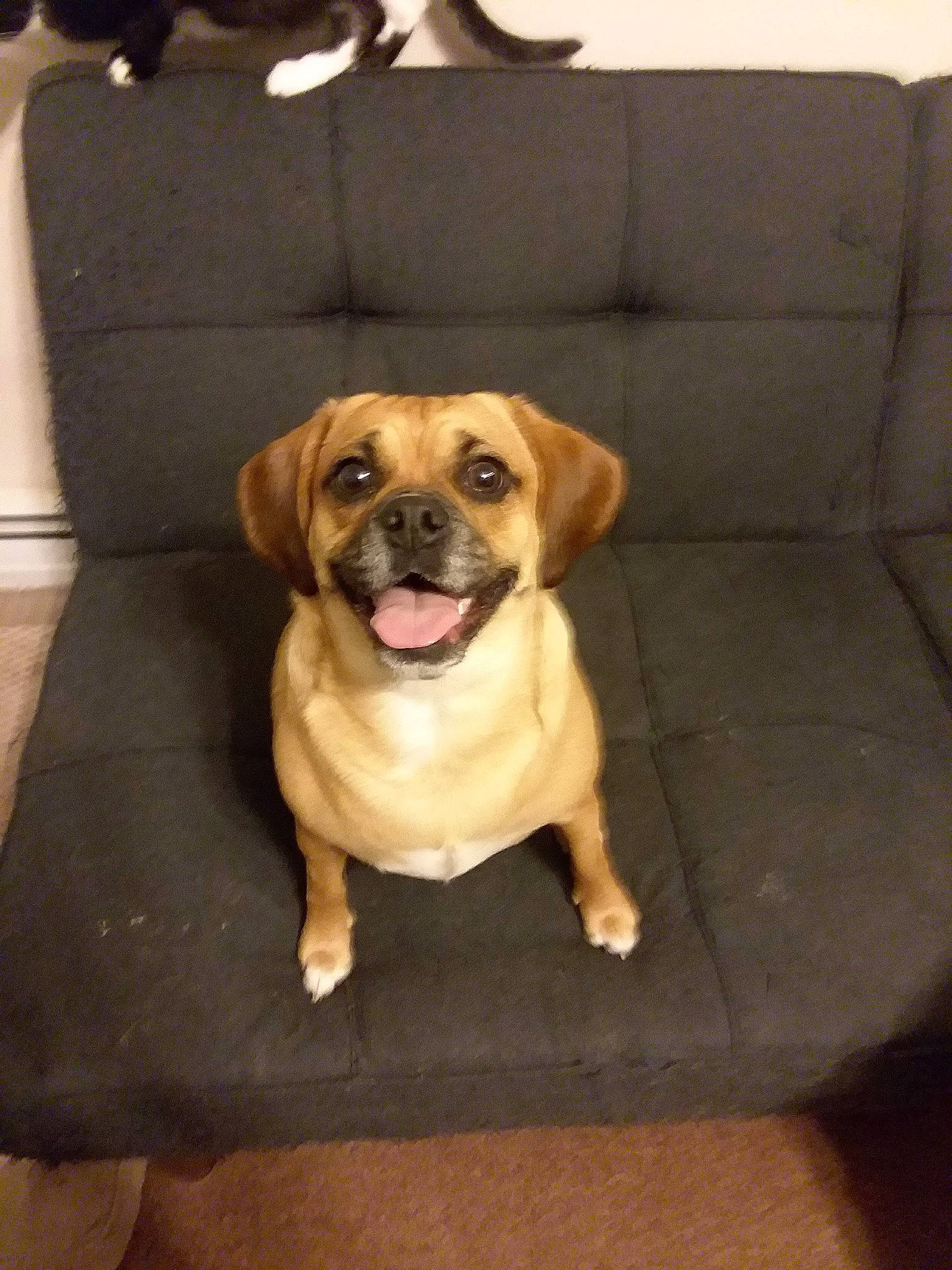 Tovah is registered to the contest to win money with this photo: beagador, canidae, carnivore, companion_dog, dog, dog_breed, fawn, mammal, pug, puggle, puppy, puppy_love, rare_breed_dog, snout, sporting_group, vertebrate