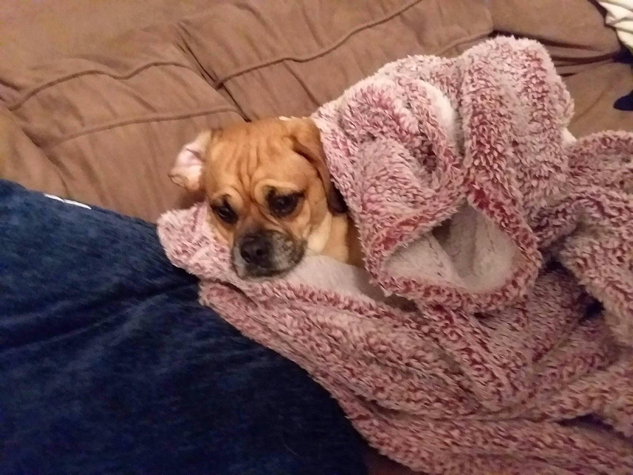 Tovah is registered to the contest to win money with this photo: canidae, carnivore, companion_dog, dog, dog_breed, fawn, mammal, non_sporting_group, ori_pei, perro_de_presa_mallorquin, pug, puggle, puppy, puppy_love, snout, sporting_group, vertebrate, wrinkle