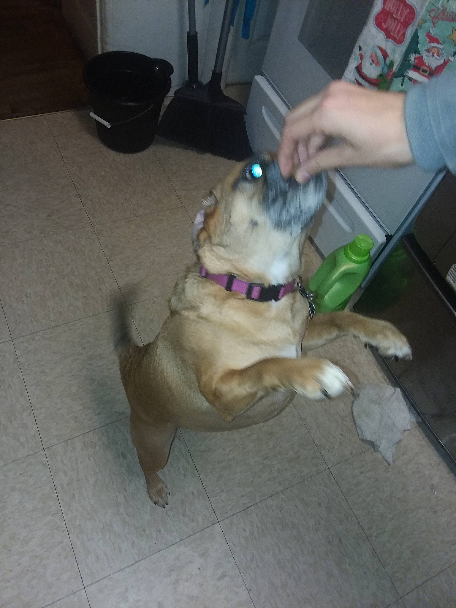 Tovah is registered to the contest to win money with this photo: american_pit_bull_terrier, canidae, carnivore, companion_dog, dog, dog_breed, fawn, floor, non_sporting_group, pit_bull, pug, snout, sporting_group