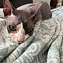 Ramses is registered to the contest to win money with this photo: bed, big_ears, blanket, cat, closeup, couch, cozy, fabric, green_eyes, hairless, indoor, nose, pet, pink_nose, portrait, resting, sleepy, sphynx_cat, spray_bottle, wrinkles