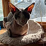 Ramses joined the competition — help win amazing prizes! cat, cat_bed, close_up, cozy, ears, face, grumpy, hairless_cat, indoor, pet, portrait, resting, shadow, skin_folds, snow_outside, sphynx_cat, sunlight, window, window_screen, wooden_sill