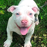 Baxter is registered to the contest to win money with this photo: dog, puppy, white_dog, blue_eyes, pink_nose, grass, stones, outdoor, happy, tongue_out, pet, animal, cute, playful, sitting, smiling, nature, young_dog, canine, friendly