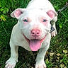 dog, puppy, white_dog, blue_eyes, pink_nose, grass, stones, outdoor, happy, tongue_out, pet, animal, cute, playful, sitting, smiling, nature, young_dog, canine, friendly