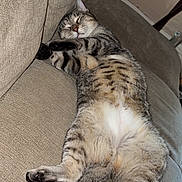Lily joined the competition — help win amazing prizes! cat, tabby, sleeping, couch, indoor, relaxed, pet, feline, fur, whiskers, paws, domestic_animal, cozy, resting, animal, cute, home, living_room, comfort, nap