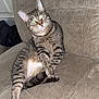 Lily is registered to the contest to win money with this photo: cat, tabby, pet, animal, feline, couch, indoor, relaxed, sitting, green_eyes, fur, whiskers, paw, cute, domestic, cozy, furniture, living_room, texture, curious