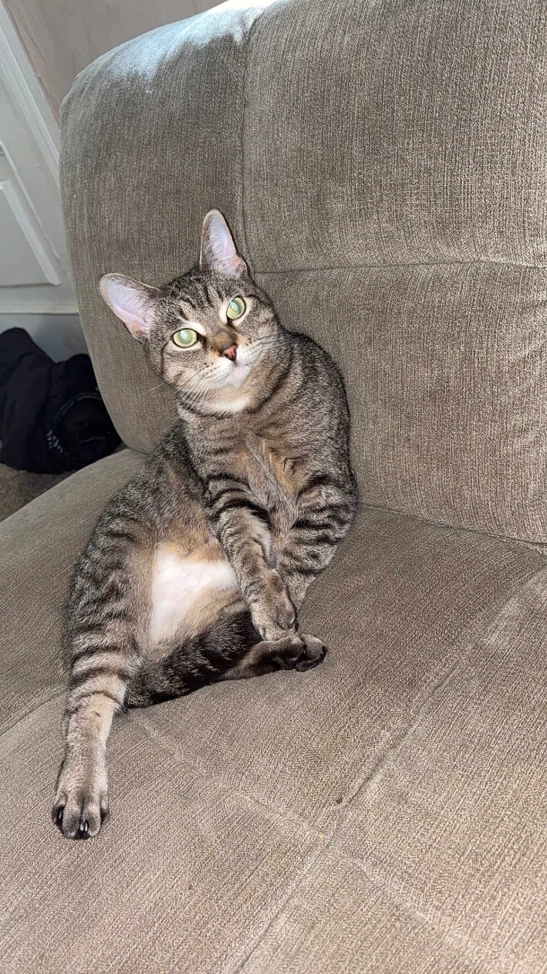 Lily is registered to the contest to win money with this photo: cat, tabby, pet, animal, feline, couch, indoor, relaxed, sitting, green_eyes, fur, whiskers, paw, cute, domestic, cozy, furniture, living_room, texture, curious