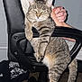 Lily is registered to the contest to win money with this photo: animal, black_chair, carpet, casual, cat, fur, furniture, gray_wall, hand, human_arm, indoor, office_chair, paw, person, pet, relaxed, resting, sitting, striped, tabby_cat