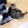 Lily is registered to the contest to win money with this photo: cat, tabby, bean_bag, blanket, indoor, cozy, feline, pet, fur, resting, winking, comfortable, home, soft, relaxing, cute, animal, one_cat, lying_down, carpet