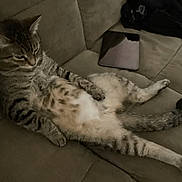 Lily joined the competition — help win amazing prizes! beige, belly, casual, cat, clothes, couch, domestic_animal, feline, furniture, home, indoor, legs, lounging, paws, pet, relaxed, resting, striped, tabby, tablet