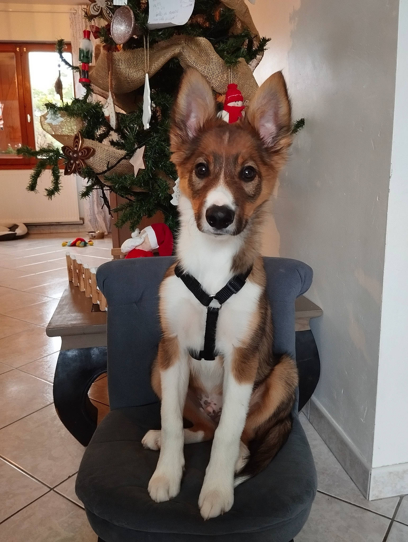 Upsa participe au concours pour gagner de l'argent avec cette photo : carnivore, chair, collar, companion_dog, dog, dog_breed, dog_clothes, dog_collar, dog_supply, fawn, fur, houseplant, leash, picture_frame, plant, sporting_group, tail, toy_dog, whiskers, working_animal