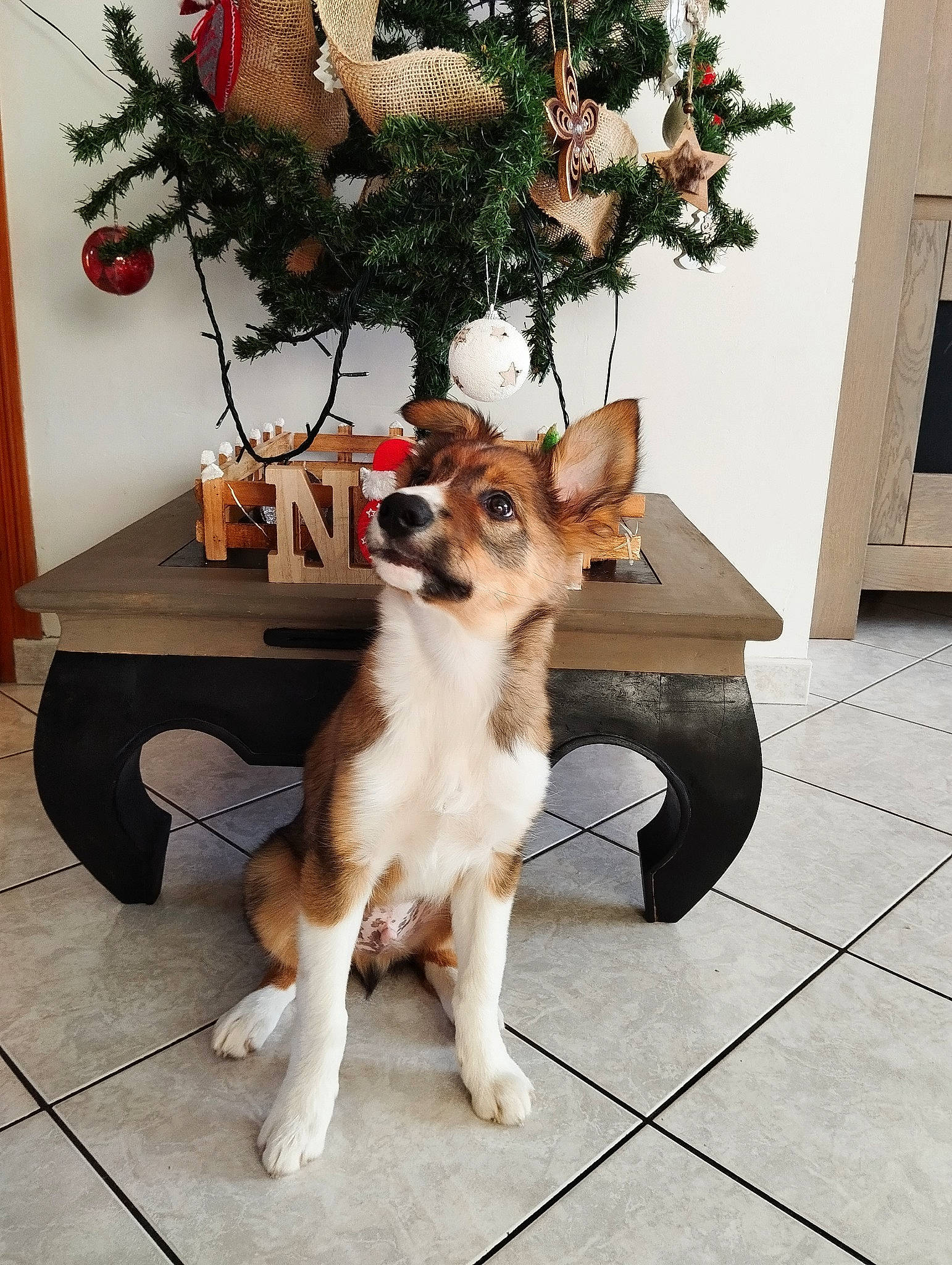 Upsa participe au concours pour gagner de l'argent avec cette photo : carnivore, christmas_decoration, christmas_ornament, companion_dog, dog, dog_breed, door, event, fawn, flooring, houseplant, ornament, plant, tail, tree, twig, whiskers, white, wood, working_animal