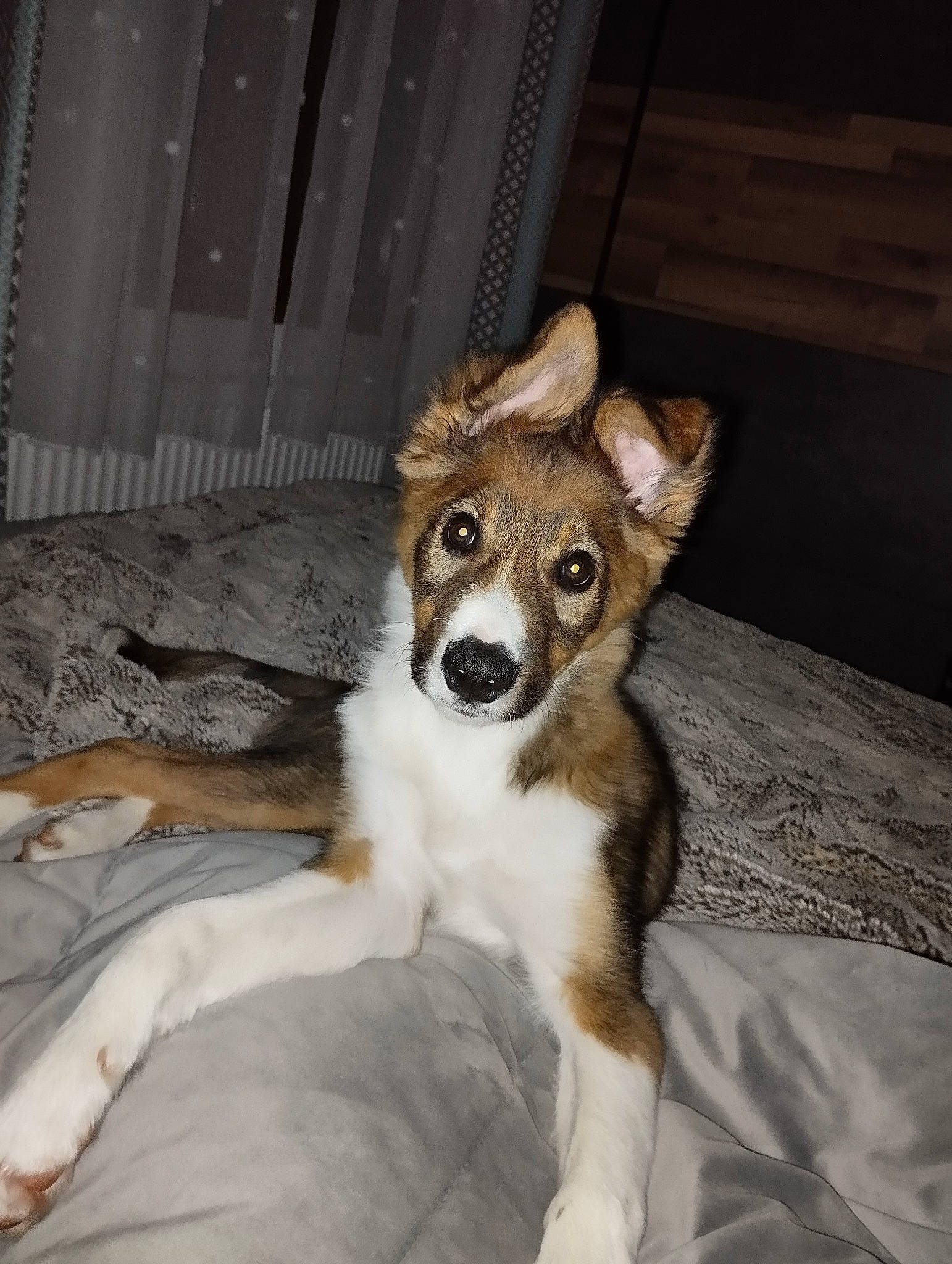 Upsa participe au concours pour gagner de l'argent avec cette photo : ancient_dog_breeds, carnivore, comfort, companion_dog, dog, dog_breed, door, fawn, flooring, fur, hardwood, herding_dog, sled_dog, sporting_group, terrestrial_animal, wood, working_dog