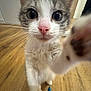 kitten, cat, paw, closeup, indoor, wooden_floor, toy, curious, pet, whiskers, pink_nose, white_fur, gray_fur, young_animal, playful, animal_face, small_animal, feline, domestic_animal, cute