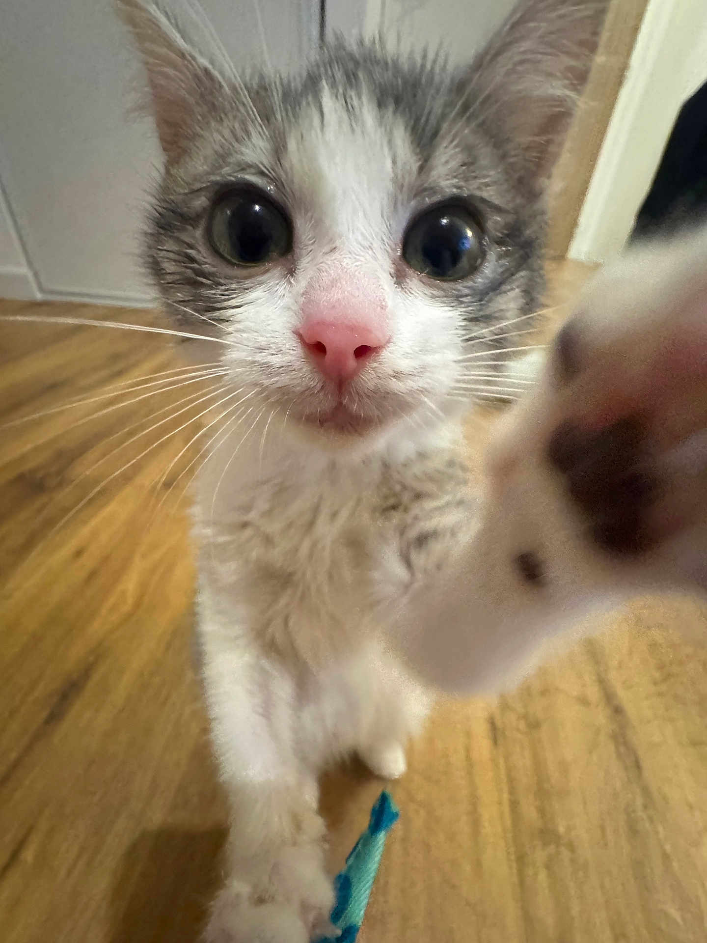 Olive participe au concours pour gagner de l'argent avec cette photo : kitten, cat, paw, closeup, indoor, wooden_floor, toy, curious, pet, whiskers, pink_nose, white_fur, gray_fur, young_animal, playful, animal_face, small_animal, feline, domestic_animal, cute
