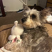 Roxie is registered to the contest to win money with this photo: dog, stuffed_toy, cushion, indoor, carpet, stairs, shoe, furniture, fur, pet, cozy, relaxing, toy, striped, brown, white, grey, nose, ears, comfort