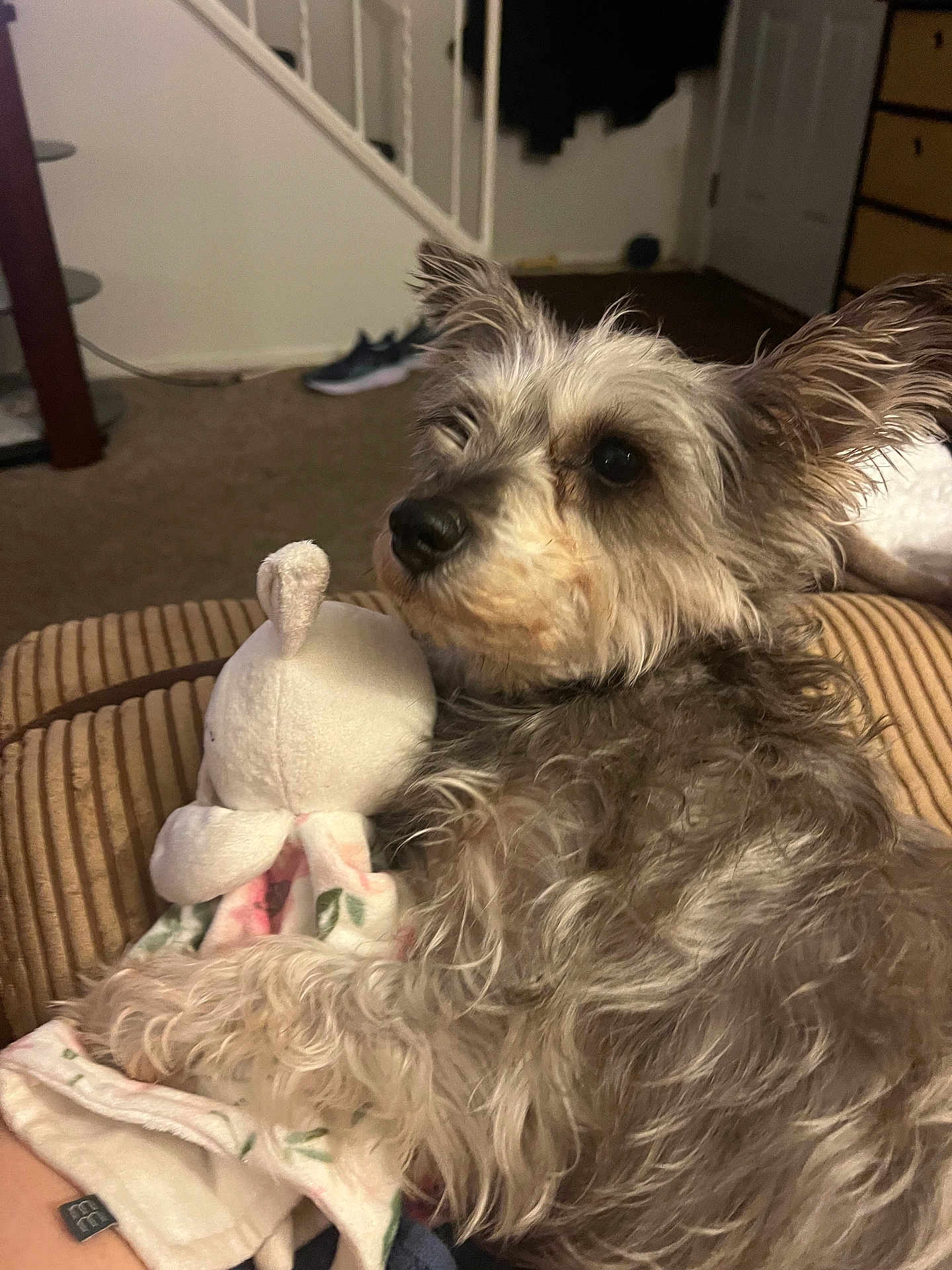 Roxie is registered to the contest to win money with this photo: dog, stuffed_toy, cushion, indoor, carpet, stairs, shoe, furniture, fur, pet, cozy, relaxing, toy, striped, brown, white, grey, nose, ears, comfort
