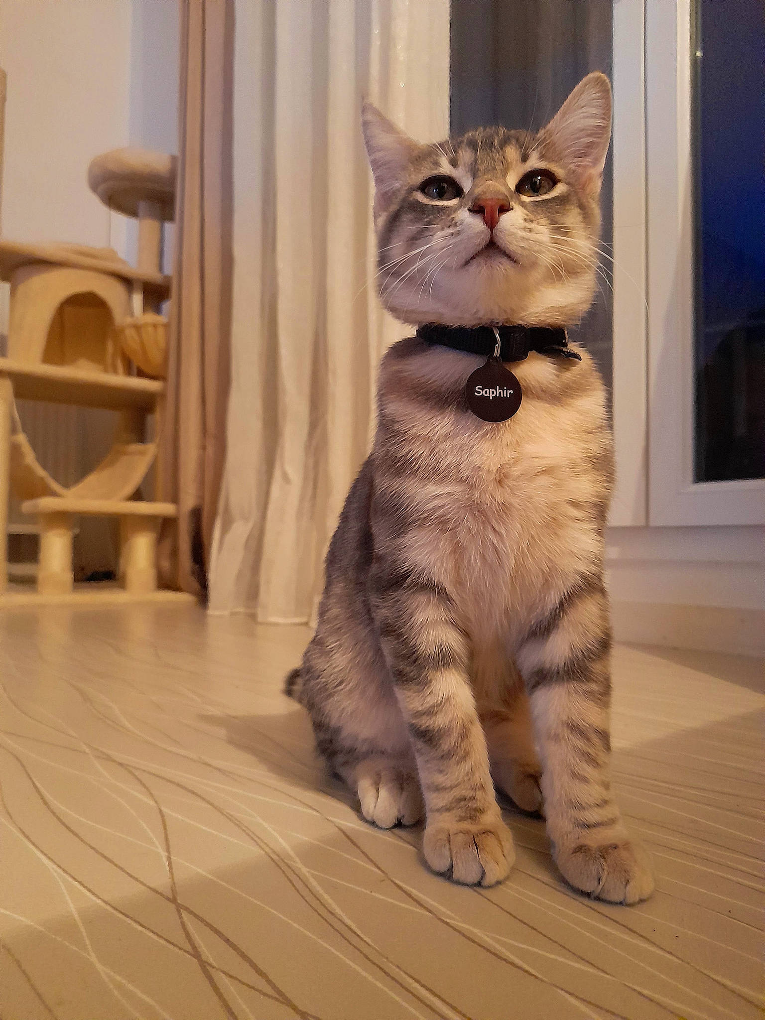 Saphir participe au concours pour gagner de l'argent avec cette photo : carnivore, cat, chair, curtain, domestic_short_haired_cat, fawn, felidae, flooring, fur, hardwood, pattern, paw, sitting, small_to_medium_sized_cats, snout, tail, whiskers, wildlife, window, wood