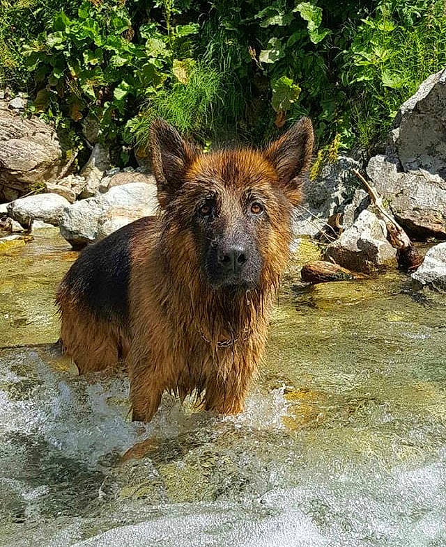 Lascar participe au concours pour gagner de l'argent avec cette photo : canidae, carnivore, dog, dog_breed, fawn, german_shepherd_dog, mammal, old_german_shepherd_dog, vertebrate, watercourse, wildlife