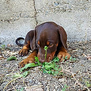 Charly participe au concours pour gagner de l'argent avec cette photo : puppy, dog, brown_dog, outdoor, plants, dirt, curious, young_dog, sniffing, ears, nose, ground, wall, animal, pet, nature, small_dog, floppy_ears, close_up, daylight