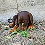 animal, brown_dog, close_up, curious, daylight, dirt, dog, ears, floppy_ears, ground, nature, nose, outdoor, pet, plants, puppy, small_dog, sniffing, wall, young_dog