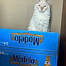 alone, animal, beer_box, blue_eyes, box, cat, closeup, container, curious, domestic_animal, feline, fluffy, indoor, looking, modelo, pet, portrait, sitting, wall, white_cat