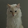 animal, calm, cat, close_up, cute, domestic_cat, ears, feline, fluffy, fur, indoor, looking_down, mammal, pet, portrait, quiet, sitting, soft_light, whiskers, white_cat