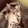 Hoshy participe au concours pour gagner de l'argent avec cette photo : cat, kitten, tabby, sleeping, lying_down, belly_up, raised_paw, paw_pads, furry, striped_fur, whiskers, closed_eyes, pet, cozy, blanket, indoors, portrait, warm_lighting, relaxed, cute