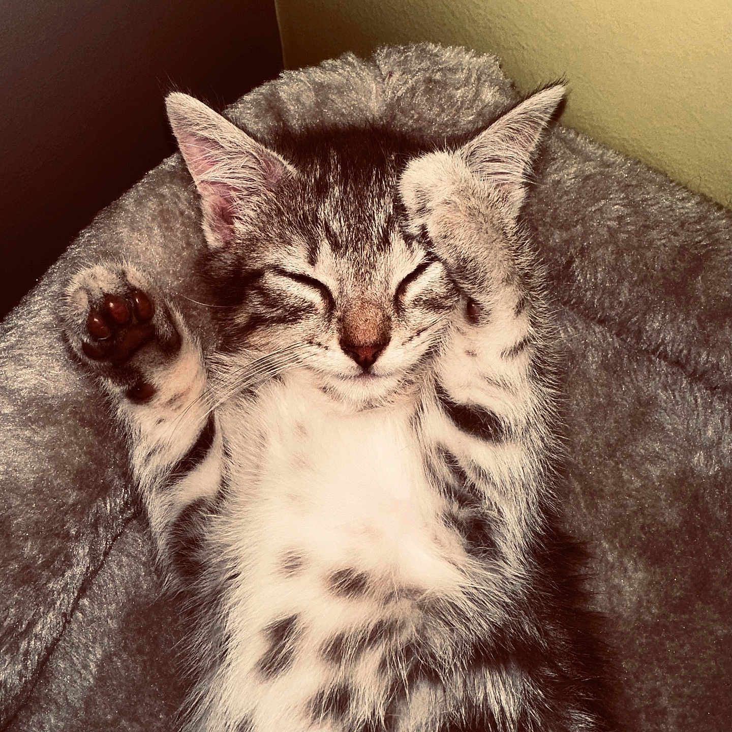 Hoshy participe au concours pour gagner de l'argent avec cette photo : cat, kitten, tabby, sleeping, lying_down, belly_up, raised_paw, paw_pads, furry, striped_fur, whiskers, closed_eyes, pet, cozy, blanket, indoors, portrait, warm_lighting, relaxed, cute