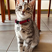 Hoshy participe au concours pour gagner de l'argent avec cette photo : cat, kitten, tabby, animal, pet, collar, red_collar, tag, qr_code, whiskers, ears, eyes, sitting, indoors, tiled_floor, wooden_furniture, table, portrait, cute, alert