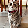 cat, kitten, tabby, animal, pet, collar, red_collar, tag, qr_code, whiskers, ears, eyes, sitting, indoors, tiled_floor, wooden_furniture, table, portrait, cute, alert