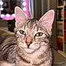cat, tabby, gray_cat, pet, animal, portrait, close_up, face, eyes, ears, whiskers, fur, indoor, home, vanity_mirror, lights, shelf, seated, cozy, photography