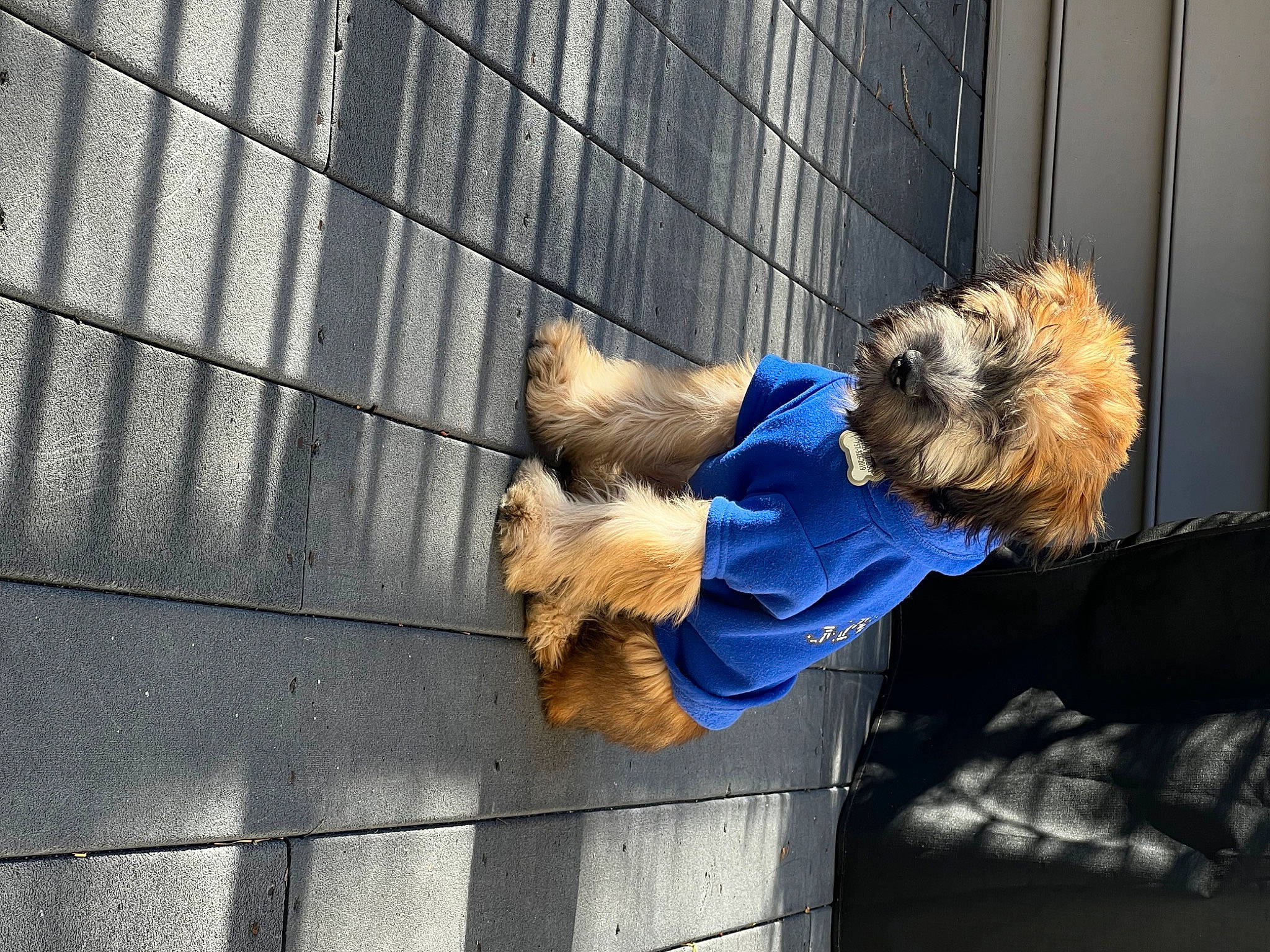 Kevin Jamison is registered to the contest to win money with this photo: animal_shelter, canidae, carnivore, companion_dog, dog, dog_breed, dog_clothes, dog_supply, fawn, fur, pet_supply, shadow, small_terrier, snout, sporting_group, tail, terrier, toy, toy_dog, wood