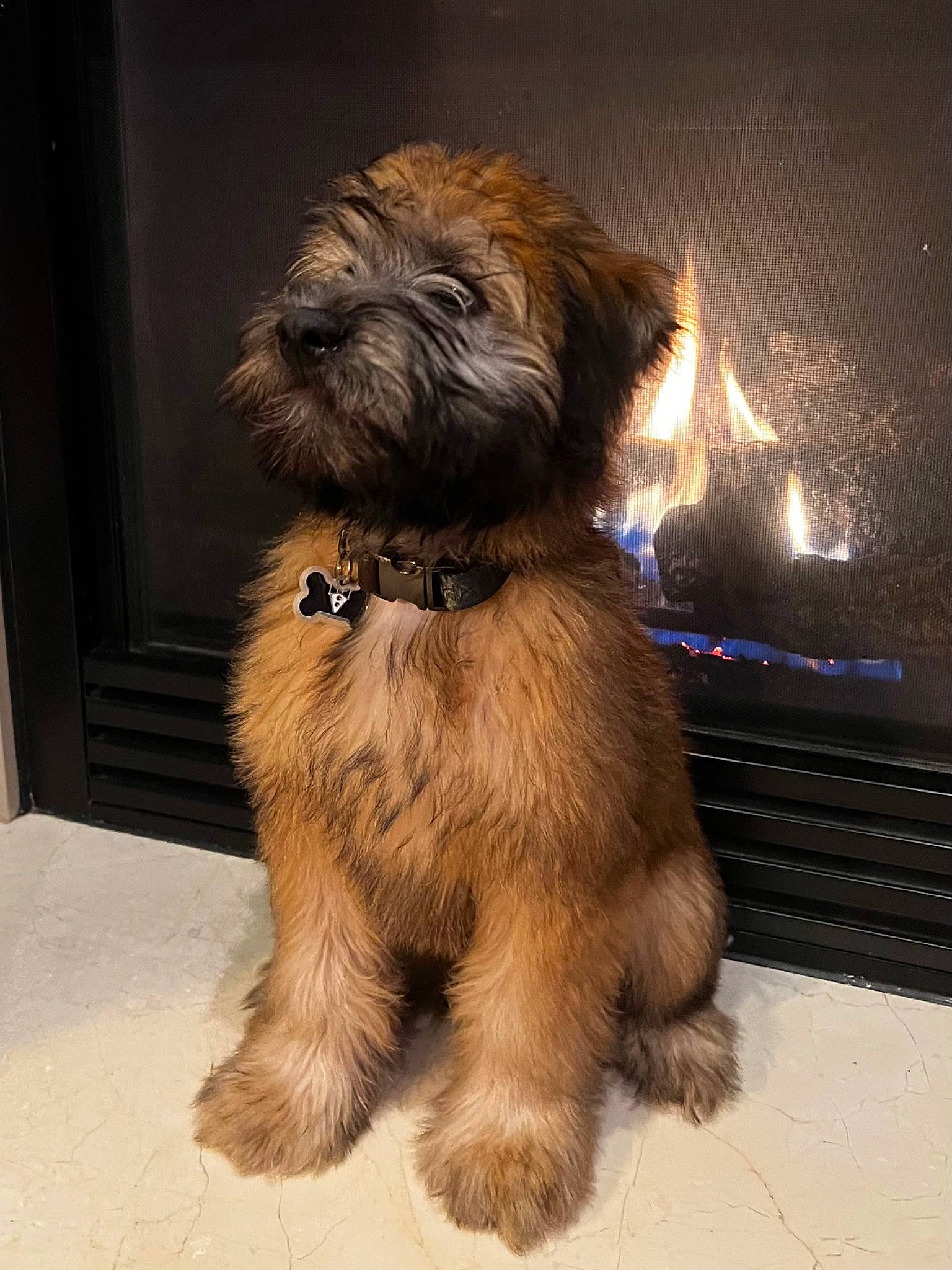 Kevin Jamison is registered to the contest to win money with this photo: canidae, carnivore, companion_dog, dog, dog_breed, fawn, flooring, fur, gas, liver, puppy, small_terrier, snout, sporting_group, tail, terrestrial_animal, terrier, toy_dog, working_animal, working_terrier