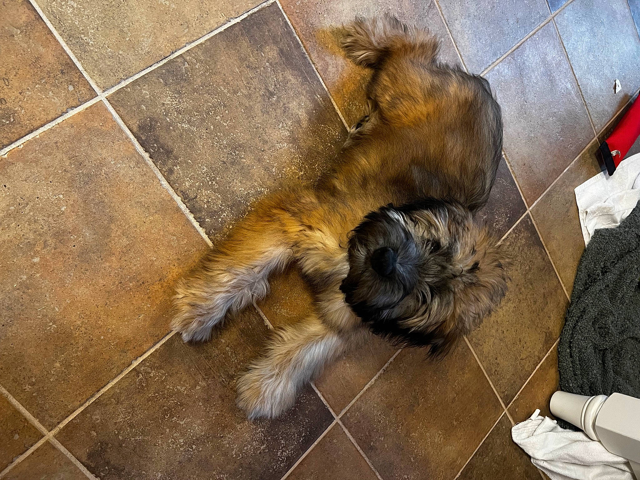 Kevin Jamison is registered to the contest to win money with this photo: arthropod, claw, comfort, flooring, fur, hardwood, human_leg, paw, snout, tail, terrestrial_animal, wildlife, wood