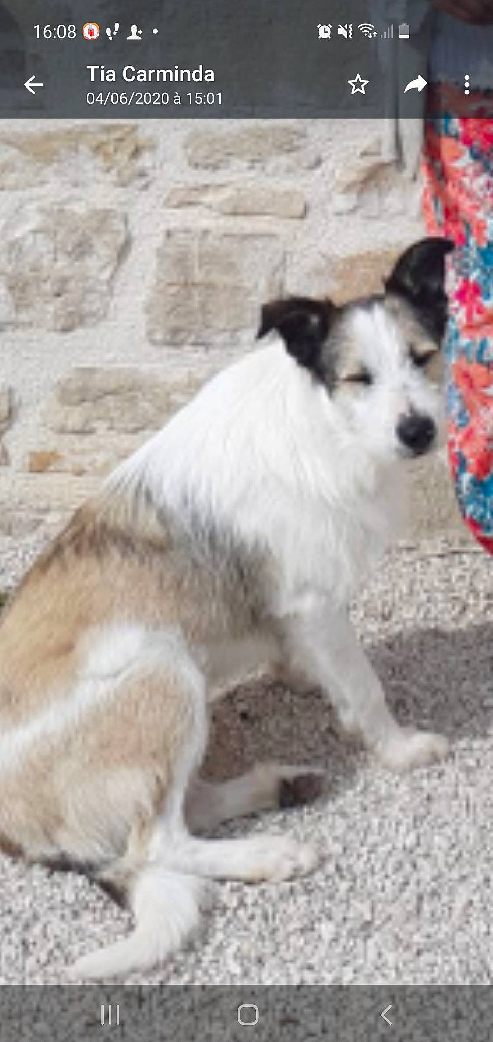 Papou a rejoint le concours — aidez-le/la à gagner de superbes lots ! ancient_dog_breeds, canidae, carnivore, companion_dog, dog, dog_breed, fur, sporting_group, tail, terrestrial_animal, whiskers, wildlife, working_animal, working_dog