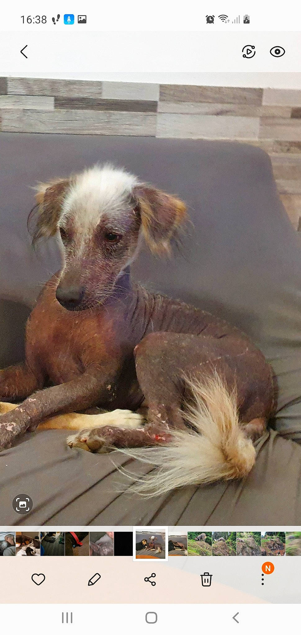 Papou participe au concours pour gagner de l'argent avec cette photo : canidae, carnivore, chinese_crested_dog, companion_dog, dog, dog_breed, fawn, fur, liver, photo_caption, snout, sporting_group, terrestrial_animal, working_animal