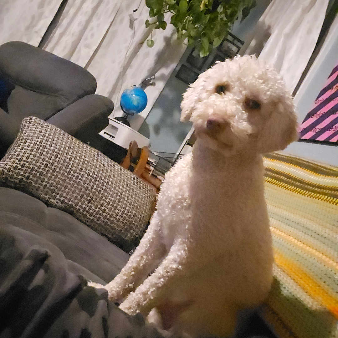 Teddy is registered to the contest to win money with this photo: blanket, carpet, casual, couch, cozy, curly_fur, curtains, dog, furniture, globe, hanging_plant, home_decor, indoor, living_room, pet, pillow, plant, relaxed, seated, white_dog