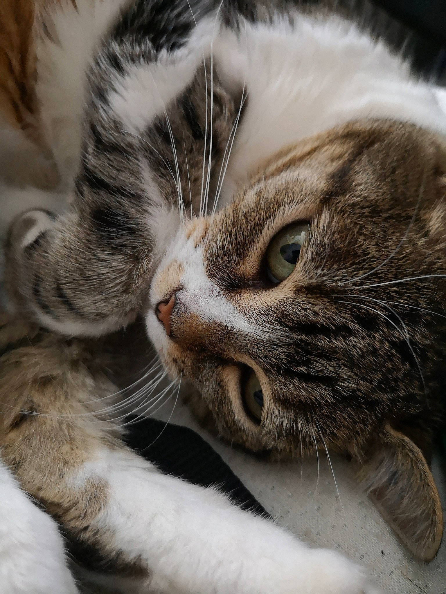 Houpette a rejoint le concours — aidez-le/la à gagner de superbes lots ! aegean_cat, american_shorthair, american_wirehair, asian, carnivore, cat, close_up, domestic_short_haired_cat, ear, european_shorthair, eye, felidae, fur, kitten, nose, paw, small_to_medium_sized_cats, snout, tabby_cat, whiskers