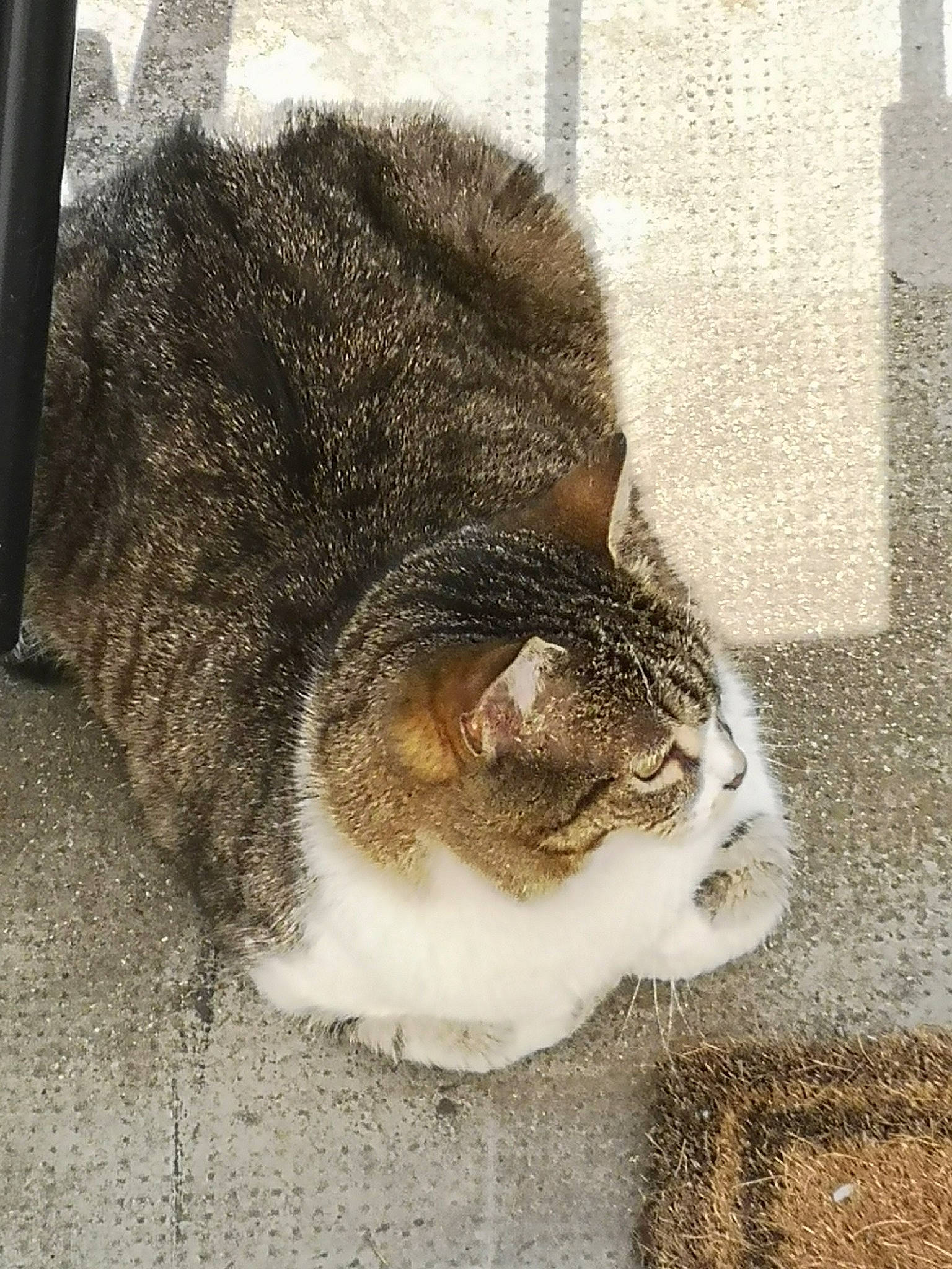 Houpette a rejoint le concours — aidez-le/la à gagner de superbes lots ! aegean_cat, asian, carnivore, cat, domestic_short_haired_cat, european_shorthair, eye, felidae, fur, polydactyl_cat, small_to_medium_sized_cats, snout, tabby_cat, tail, whiskers