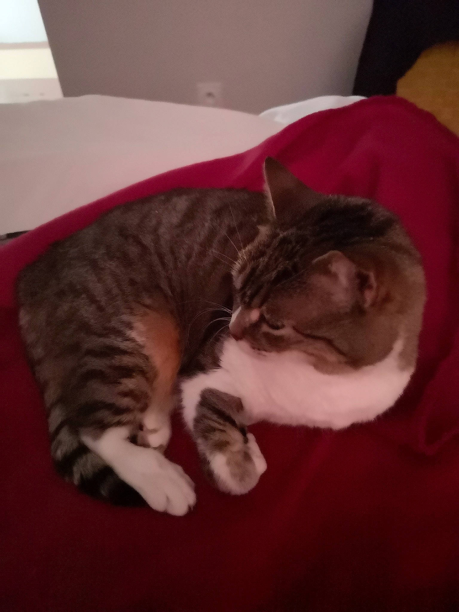 Houpette a rejoint le concours — aidez-le/la à gagner de superbes lots ! american_shorthair, carnivore, cat, comfort, domestic_short_haired_cat, ear, european_shorthair, felidae, fur, kitten, nap, paw, sleep, small_to_medium_sized_cats, tabby_cat, tail, whiskers