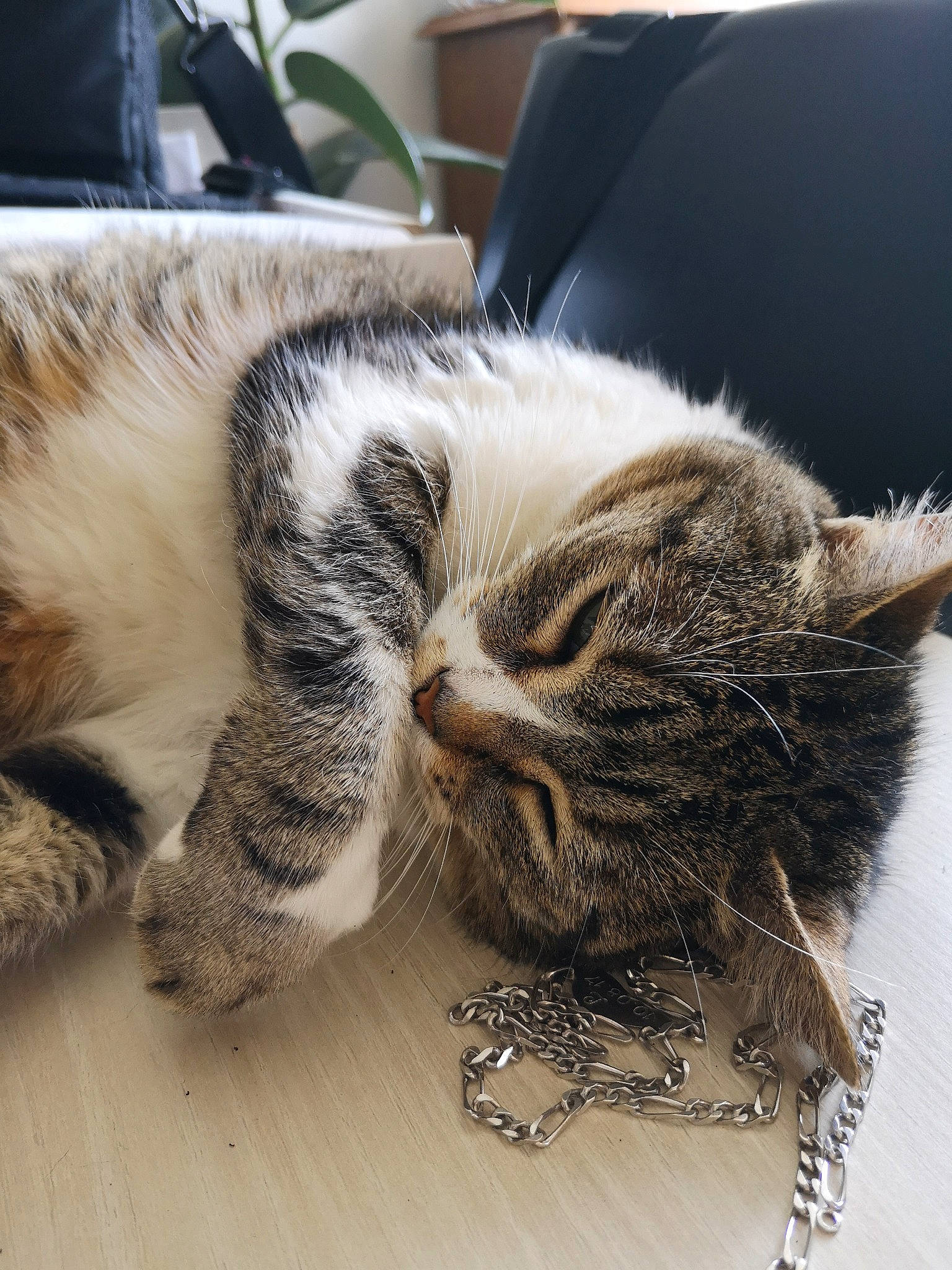 Houpette participe au concours pour gagner de l'argent avec cette photo : american_shorthair, asian, carnivore, cat, claw, domestic_short_haired_cat, dragon_li, european_shorthair, felidae, fur, kitten, nap, norwegian_forest_cat, paw, polydactyl_cat, small_to_medium_sized_cats, snout, tabby_cat, tail, whiskers