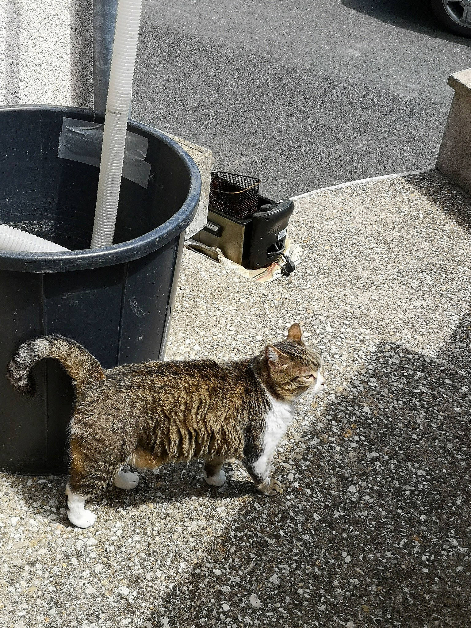 Houpette participe au concours pour gagner de l'argent avec cette photo : aegean_cat, asphalt, carnivore, cat, domestic_short_haired_cat, dragon_li, european_shorthair, felidae, german_rex, kitten, polydactyl_cat, road, road_surface, small_to_medium_sized_cats, snout, tabby_cat, tail, whiskers