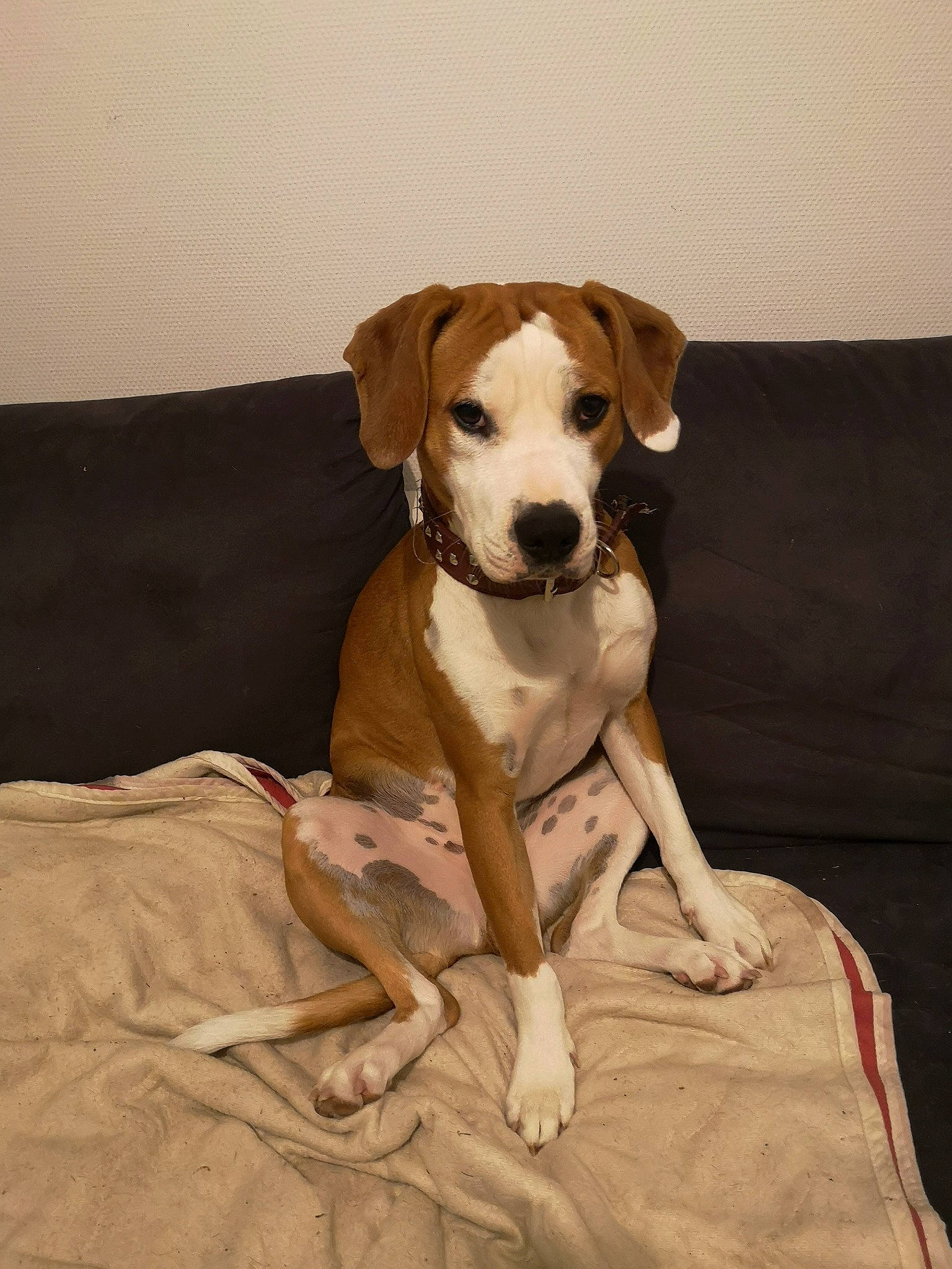 Otaïs participe au concours pour gagner de l'argent avec cette photo : azawakh, canidae, carnivore, companion_dog, dog, dog_breed, fawn, harrier, hound, hunting_dog, mammal, puppy, rare_breed_dog, sporting_group, vertebrate, whippet